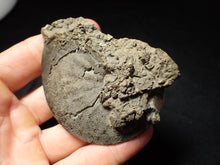 Load image into Gallery viewer, Large Oxynoticeras pyrite ammonite fossil (80 mm)