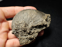 Load image into Gallery viewer, Large Oxynoticeras pyrite ammonite fossil (80 mm)