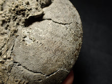 Load image into Gallery viewer, Large Oxynoticeras pyrite ammonite fossil (80 mm)