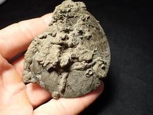 Load image into Gallery viewer, Large Oxynoticeras pyrite ammonite fossil (80 mm)