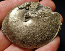 Load image into Gallery viewer, Perfect Oxynoticeras ammonite (55 mm)