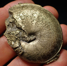 Load image into Gallery viewer, Perfect Oxynoticeras ammonite (55 mm)