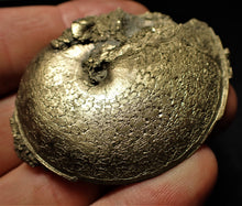 Load image into Gallery viewer, Perfect Oxynoticeras ammonite (55 mm)