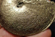 Load image into Gallery viewer, Perfect Oxynoticeras ammonite (55 mm)