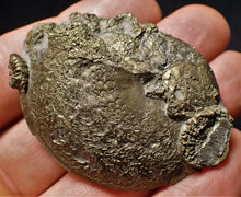 Load image into Gallery viewer, Perfect Oxynoticeras ammonite (55 mm)
