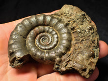 Load image into Gallery viewer, Large pyrite Eoderoceras ammonite (88 mm)