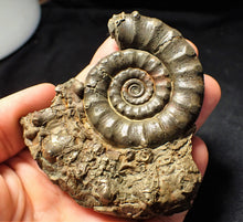 Load image into Gallery viewer, Large pyrite Eoderoceras ammonite (88 mm)