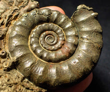 Load image into Gallery viewer, Large pyrite Eoderoceras ammonite (88 mm)