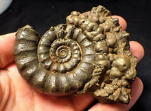 Load image into Gallery viewer, Large pyrite Eoderoceras ammonite (88 mm)
