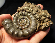 Load image into Gallery viewer, Large pyrite Eoderoceras ammonite (88 mm)
