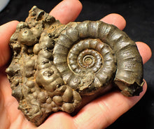Load image into Gallery viewer, Large pyrite Eoderoceras ammonite (88 mm)