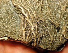 Load image into Gallery viewer, Detailed 3D crinoid fossil head (97 mm)
