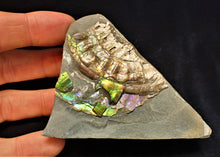 Load image into Gallery viewer, Stunning multi-colour iridescent Caloceras display ammonite