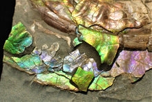 Load image into Gallery viewer, Stunning multi-colour iridescent Caloceras display ammonite