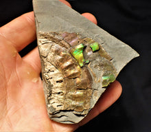 Load image into Gallery viewer, Stunning multi-colour iridescent Caloceras display ammonite