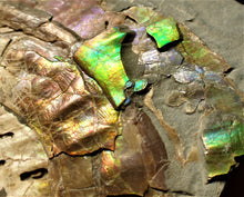 Load image into Gallery viewer, Stunning multi-colour iridescent Caloceras display ammonite