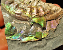 Load image into Gallery viewer, Stunning multi-colour iridescent Caloceras display ammonite