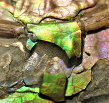 Load image into Gallery viewer, Stunning multi-colour iridescent Caloceras display ammonite