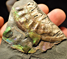 Load image into Gallery viewer, Stunning multi-colour iridescent Caloceras display ammonite