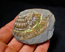 Load image into Gallery viewer, Green iridescent Caloceras ammonite fossil with encrusting bivalve