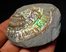 Load image into Gallery viewer, Green iridescent Caloceras ammonite fossil with encrusting bivalve