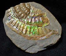 Load image into Gallery viewer, Green iridescent Caloceras ammonite fossil with encrusting bivalve