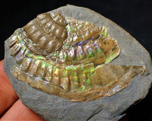 Load image into Gallery viewer, Green iridescent Caloceras ammonite fossil with encrusting bivalve