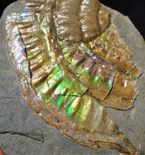 Load image into Gallery viewer, Green iridescent Caloceras ammonite fossil with encrusting bivalve