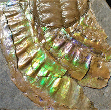 Load image into Gallery viewer, Green iridescent Caloceras ammonite fossil with encrusting bivalve