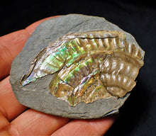 Load image into Gallery viewer, Green iridescent Caloceras ammonite fossil with encrusting bivalve