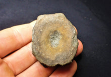 Load image into Gallery viewer, Large Jurassic ichthyosaur vertebra from Lyme Regis