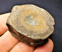 Load image into Gallery viewer, Large Jurassic ichthyosaur vertebra from Lyme Regis