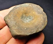 Load image into Gallery viewer, Large Jurassic ichthyosaur vertebra from Lyme Regis