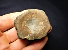 Load image into Gallery viewer, Large Jurassic ichthyosaur vertebra from Lyme Regis