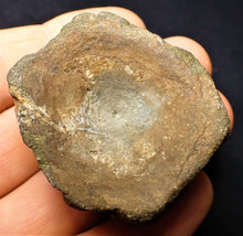 Load image into Gallery viewer, Large Jurassic ichthyosaur vertebra from Lyme Regis