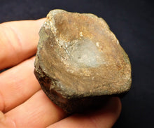 Load image into Gallery viewer, Large Jurassic ichthyosaur vertebra from Lyme Regis