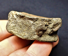 Load image into Gallery viewer, Large Jurassic ichthyosaur vertebra from Lyme Regis