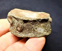 Load image into Gallery viewer, Large Jurassic ichthyosaur vertebra from Lyme Regis