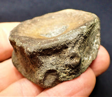 Load image into Gallery viewer, Large Jurassic ichthyosaur vertebra from Lyme Regis