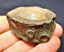 Load image into Gallery viewer, Large Jurassic ichthyosaur vertebra from Lyme Regis