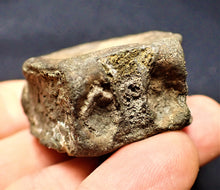 Load image into Gallery viewer, Large Jurassic ichthyosaur vertebra from Lyme Regis