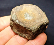 Load image into Gallery viewer, Large Jurassic ichthyosaur vertebra from Lyme Regis