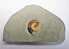 Load image into Gallery viewer, Colourful calcite Promicroceras ammonite display piece