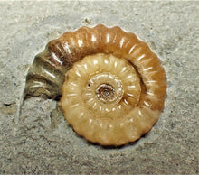 Load image into Gallery viewer, Colourful calcite Promicroceras ammonite display piece