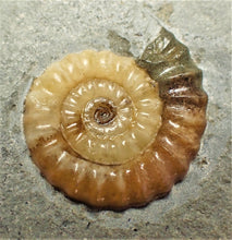 Load image into Gallery viewer, Colourful calcite Promicroceras ammonite display piece