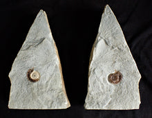 Load image into Gallery viewer, Amazing large "Popped" calcite Promicroceras ammonite display pieces