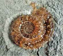 Load image into Gallery viewer, Amazing large "Popped" calcite Promicroceras ammonite display pieces