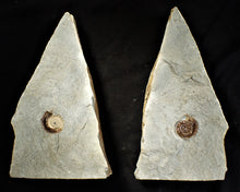Load image into Gallery viewer, Amazing large "Popped" calcite Promicroceras ammonite display pieces
