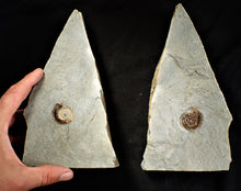 Load image into Gallery viewer, Amazing large "Popped" calcite Promicroceras ammonite display pieces