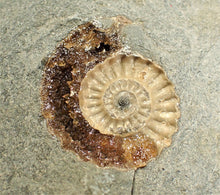 Load image into Gallery viewer, Amazing large "Popped" calcite Promicroceras ammonite display pieces